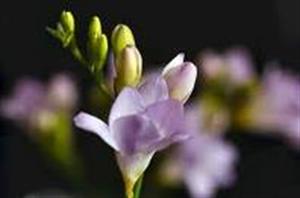 Photo 210168