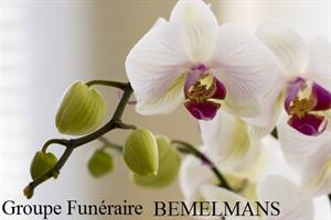 Photo 245890