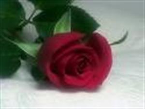 Photo 293335