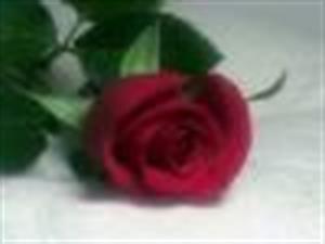 Photo 452884