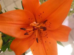 Photo 453023
