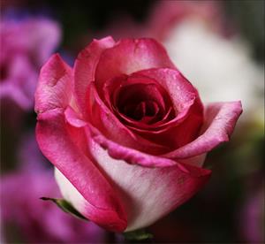 Photo 453211