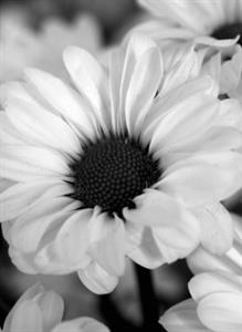 Photo 574440
