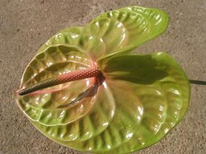 Photo 574721