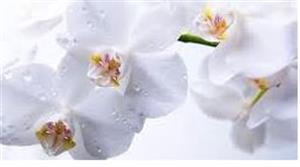 Photo 786636